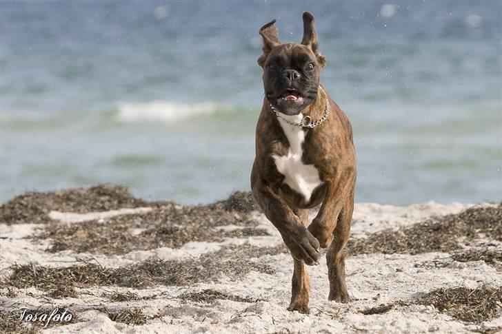 Boxer Aron II  (Hubert) billede 13