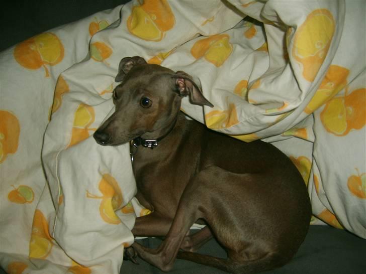 Italiensk mynde Cianna - Cianna billede 11