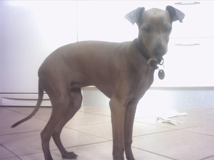 Italiensk mynde Cianna - Her er jeg hvalp billede 12