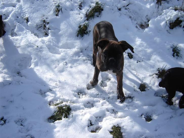 Boxer Aron II  (Hubert) billede 15