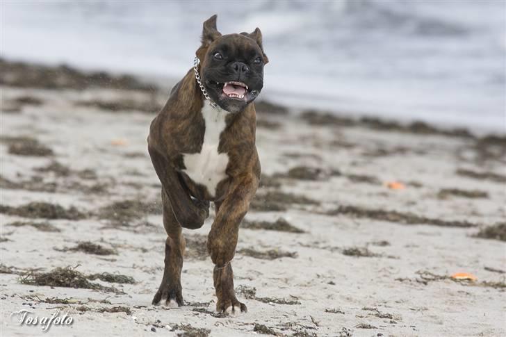 Boxer Aron II  (Hubert) billede 16