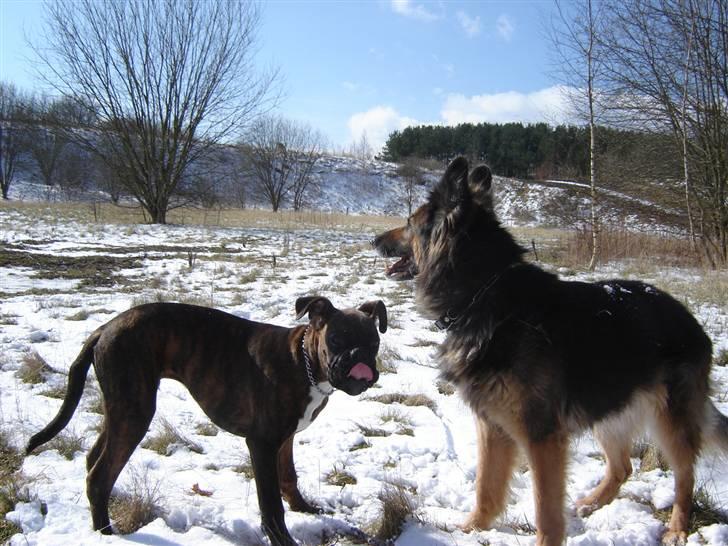 Boxer Aron II  (Hubert) billede 17
