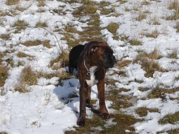 Boxer Aron II  (Hubert) billede 18
