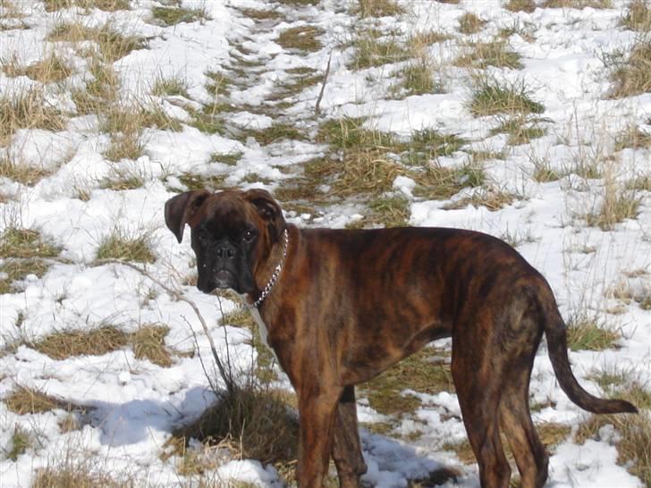 Boxer Aron II  (Hubert) billede 19