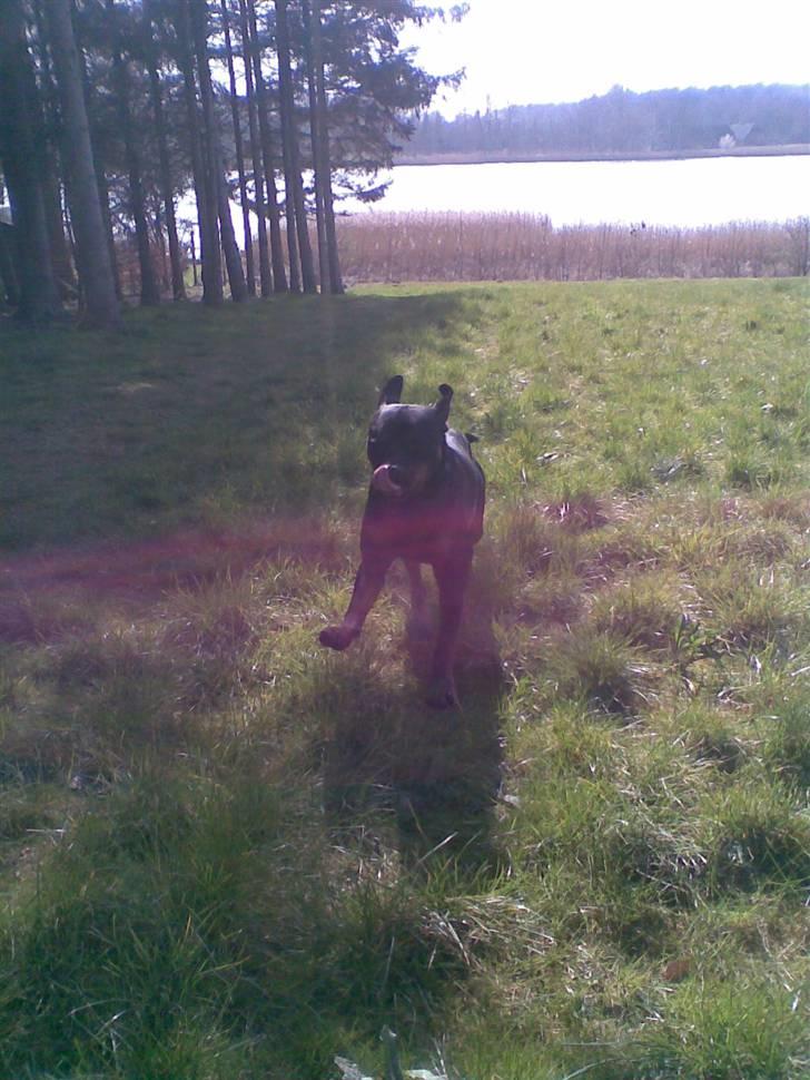 Rottweiler max - Da da bathund. billede 6