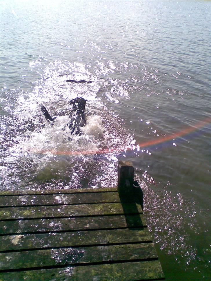 Rottweiler max - jeg skal nok hente den kæb hvis du ikke vil sille billede 7