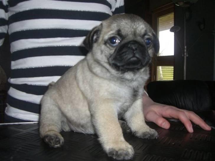 Mops Lykkedal´s Eika billede 8