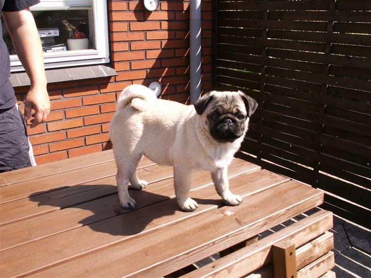 Mops Lykkedal´s Eika billede 9