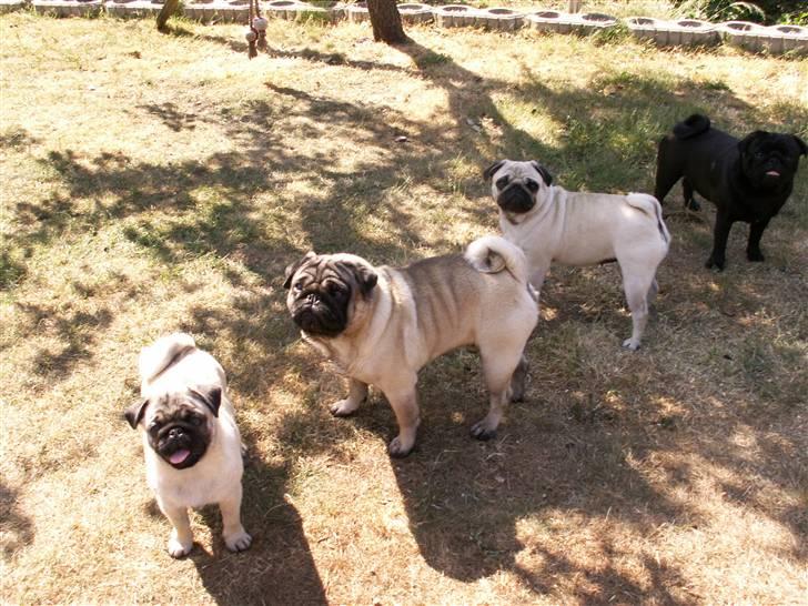 Mops Lykkedal´s Eika billede 10