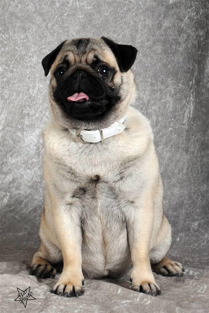 Mops Lykkedal´s Eika billede 11