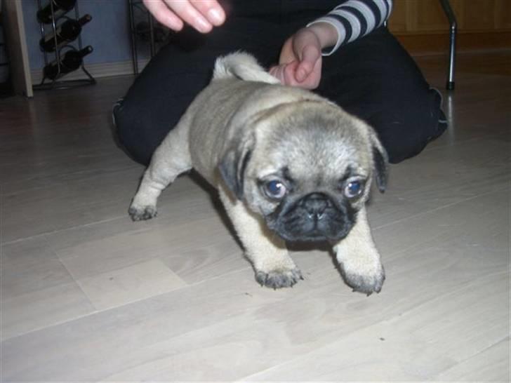 Mops Lykkedal´s Eika billede 12