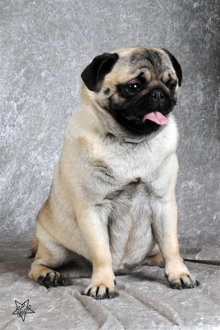 Mops Lykkedal´s Eika billede 13