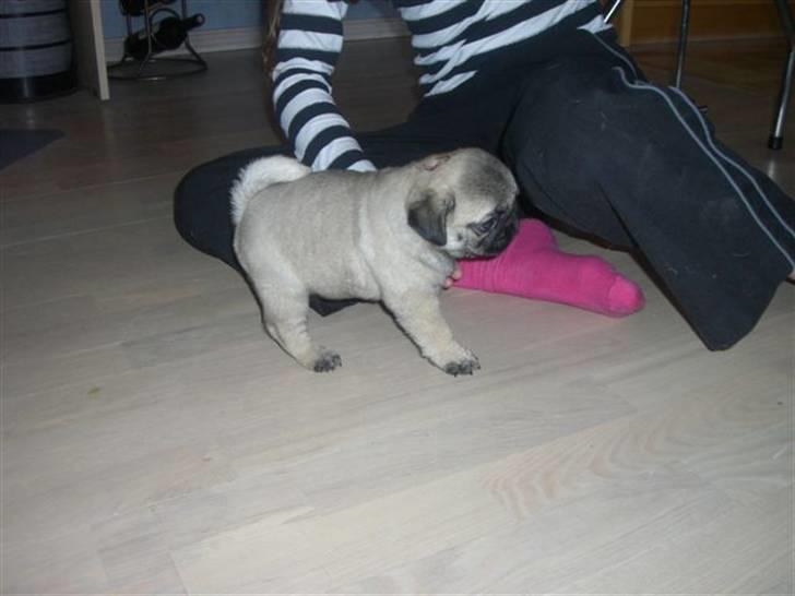 Mops Lykkedal´s Eika billede 14