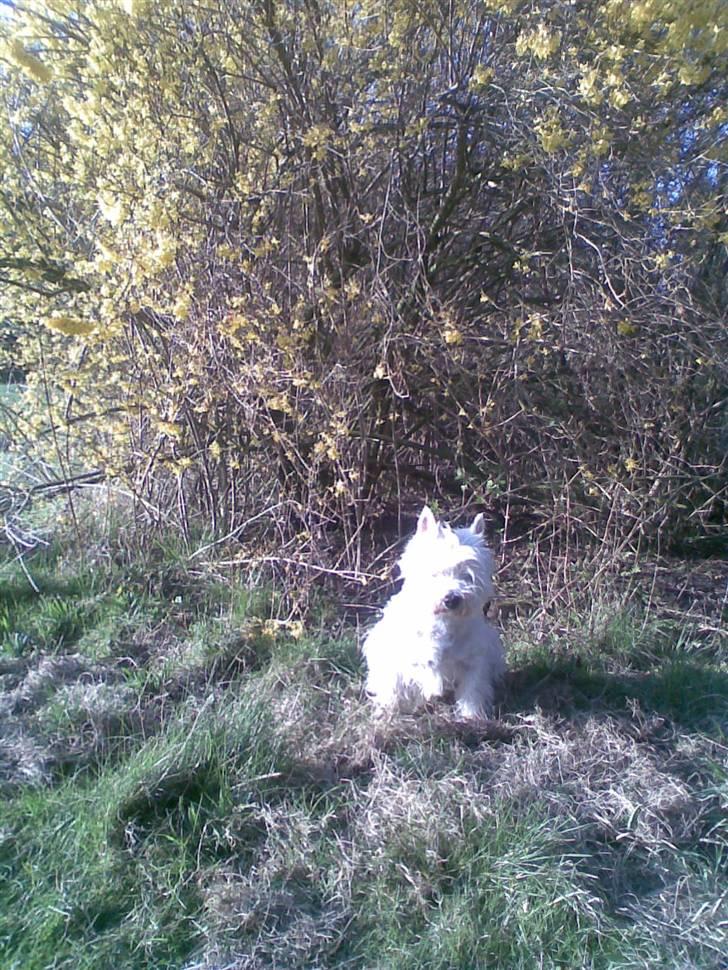 West highland white terrier Ditte - jeg er flot ved blomster billede 11