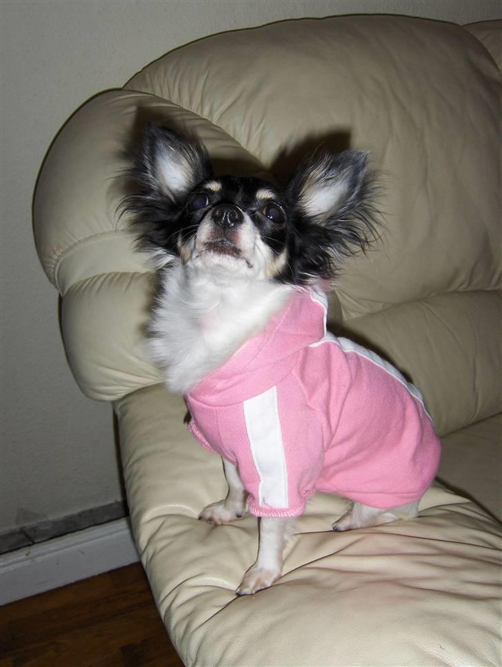 Chihuahua Dolly billede 7