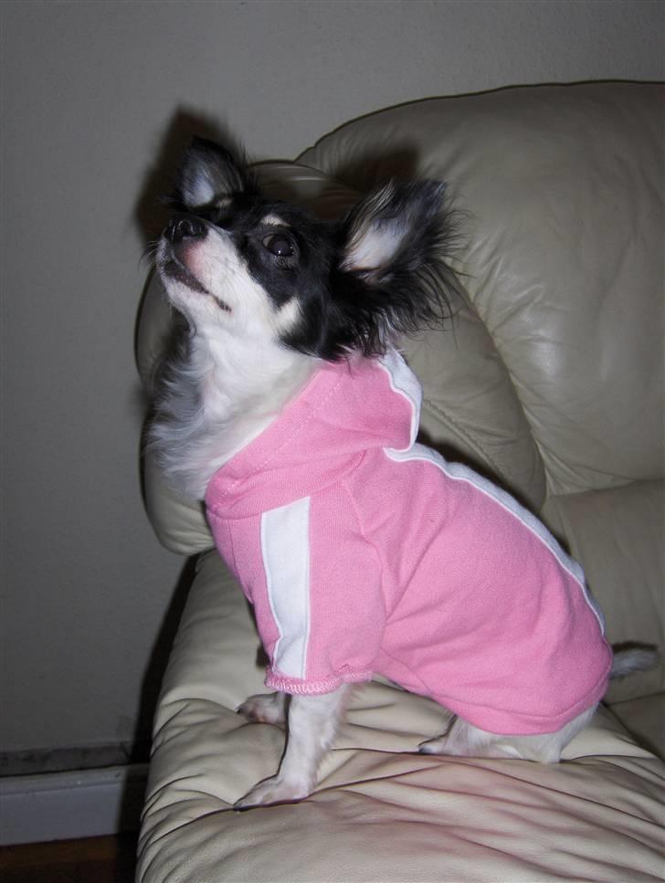 Chihuahua Dolly billede 8