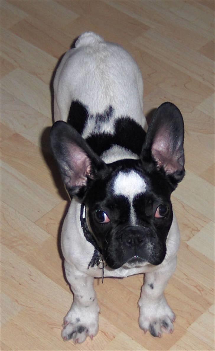 Fransk bulldog Herbie - Så fik jeg begge ører op billede 4