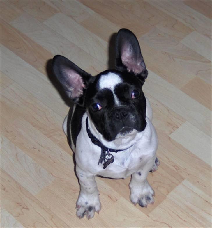 Fransk bulldog Herbie - Er ikke sikker på jeg forstår hvad du siger ? billede 5