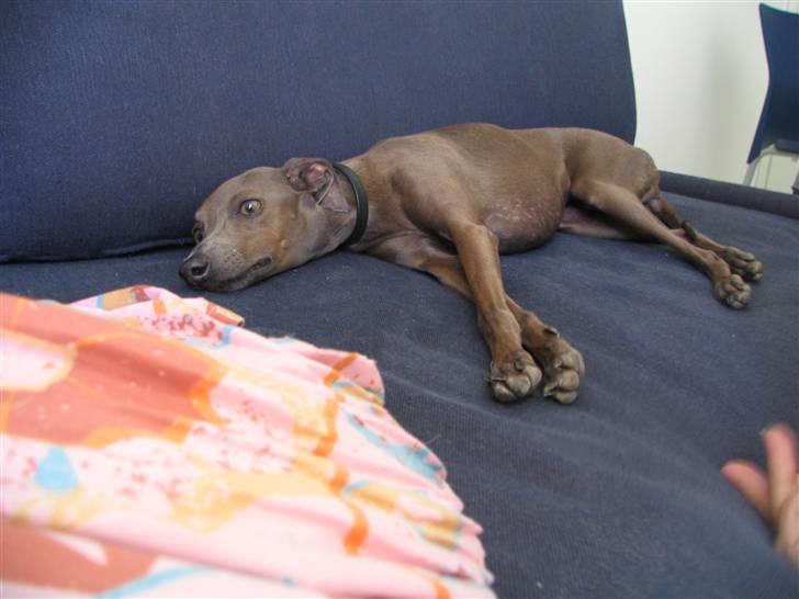 Italiensk mynde Cianna - Jeg er i Italien og det er varmt billede 13