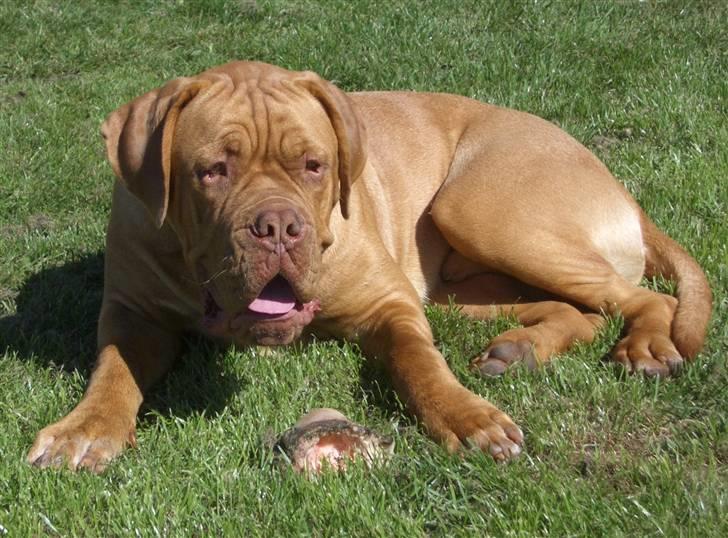 Dogue de bordeaux  Junker R.I.P.  22/12-09  billede 9