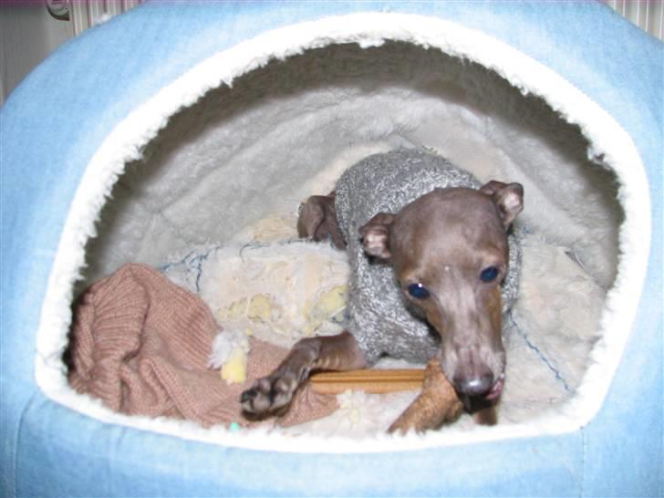 Italiensk mynde Cianna - Det er på min fødselsdag(: billede 14