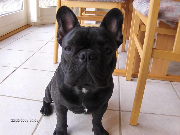 Fransk bulldog figo billede 18