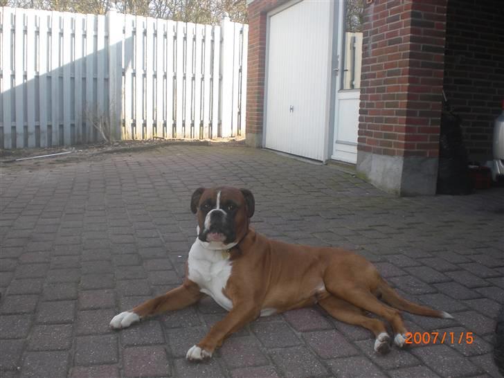 Boxer Rockey billede 1