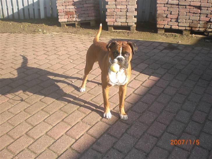 Boxer Rockey billede 2