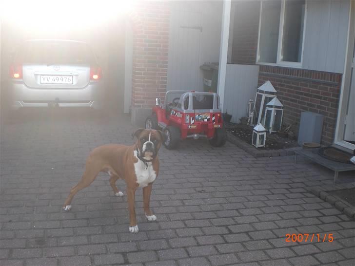 Boxer Rockey billede 4