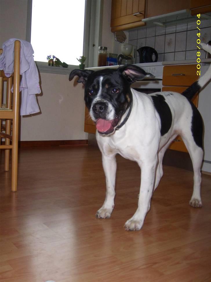 Blanding af racer molly billede 1