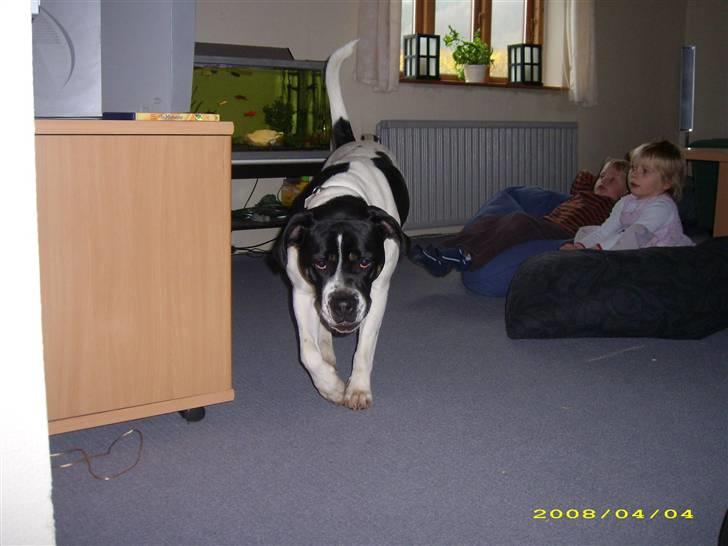 Blanding af racer molly billede 2