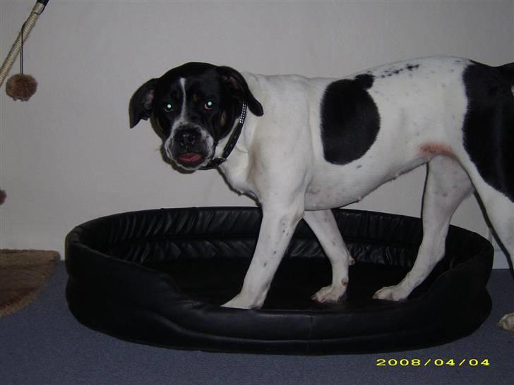 Blanding af racer molly billede 3