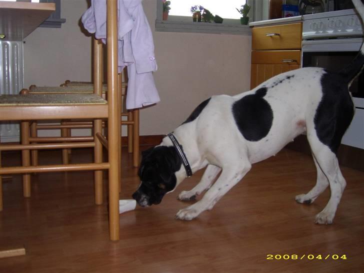 Blanding af racer molly billede 4