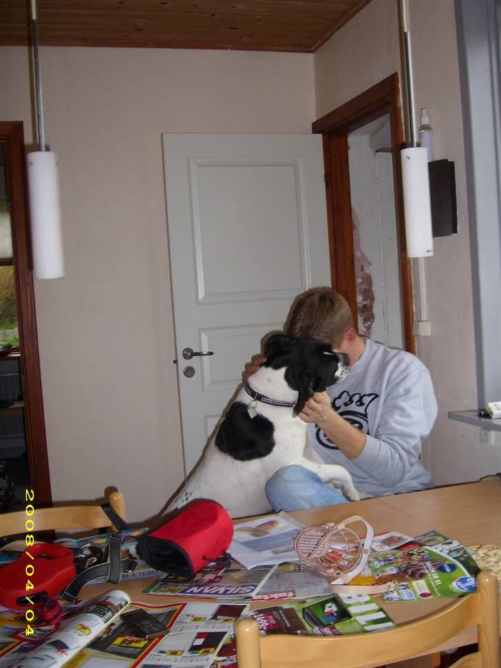 Blanding af racer molly - knold og tot, de 2 er bare et team, hun følger ham overalt billede 5