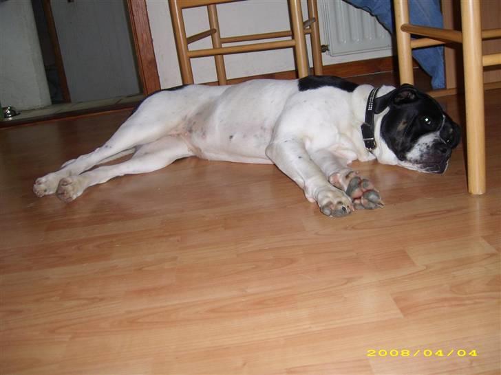 Blanding af racer molly billede 7