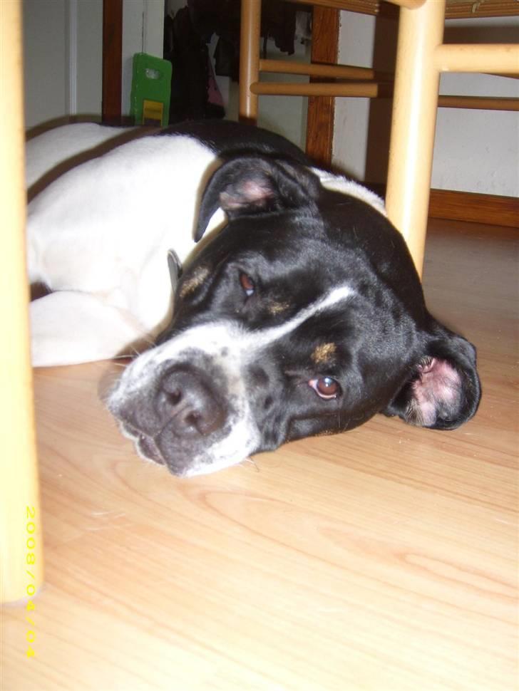 Blanding af racer molly billede 8