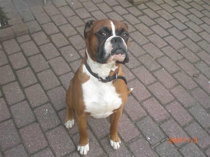 Boxer Rockey billede 5
