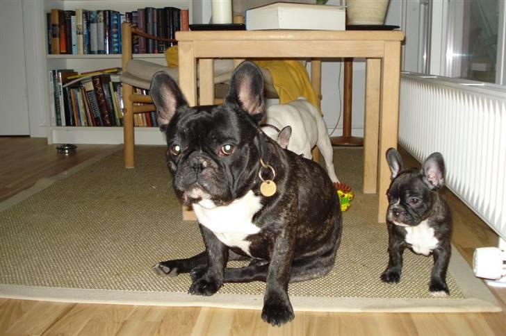 Fransk bulldog Sumo - Mig og min far Otto - tænk så stor og flot blir jeg også :o) billede 13