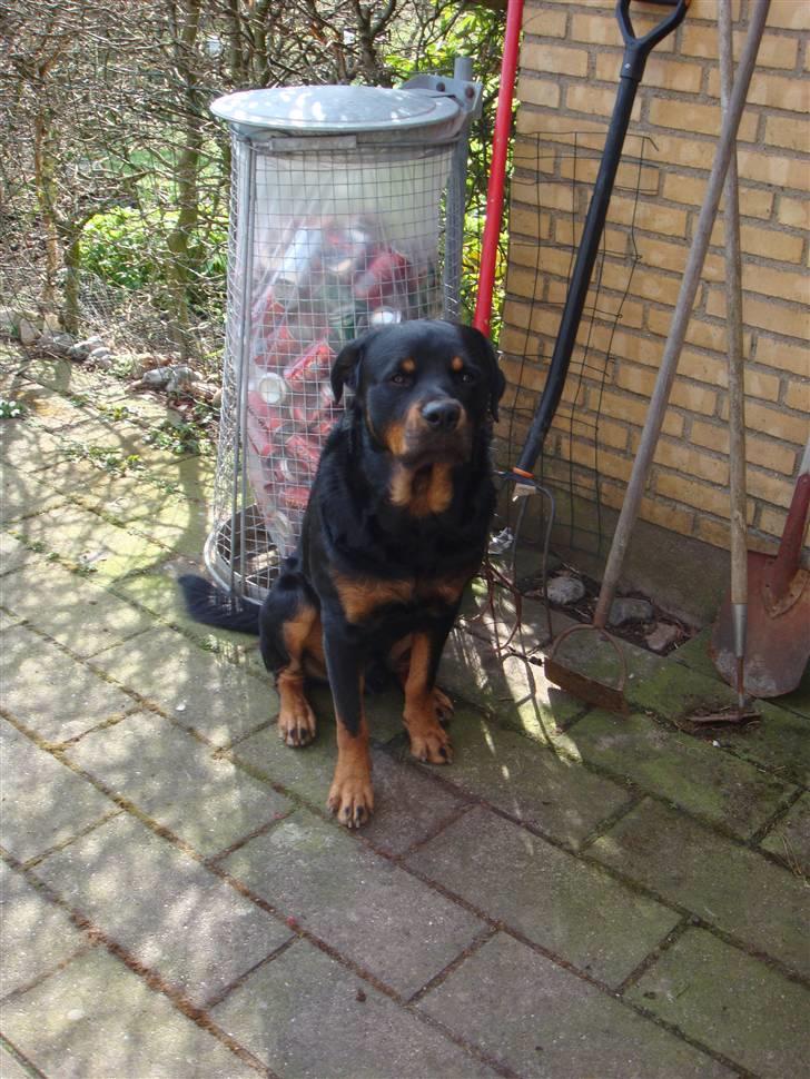 Rottweiler Jacko  *solgt* - taget den 4-4-08 billede 2