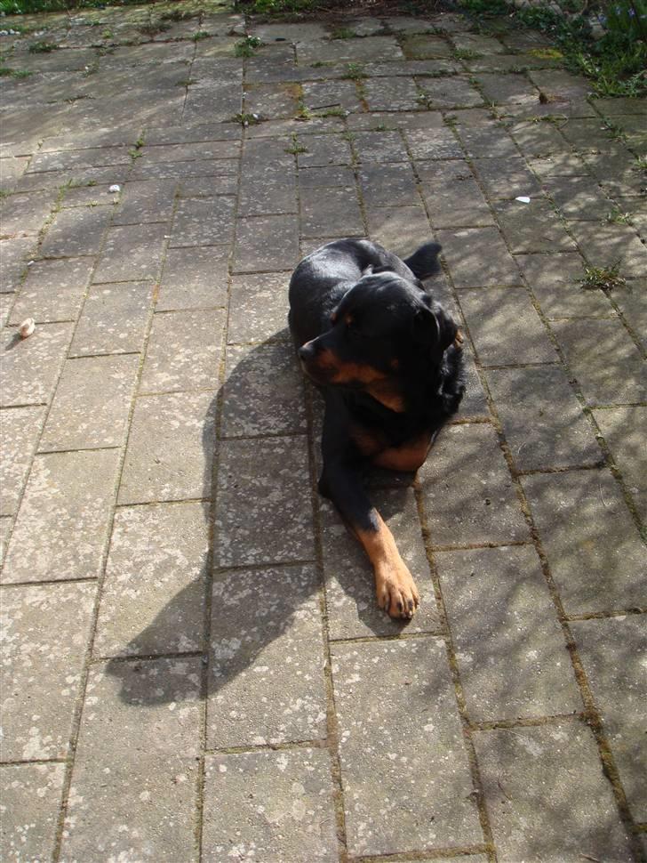 Rottweiler Jacko  *solgt* - taget den 4-4-08 billede 3