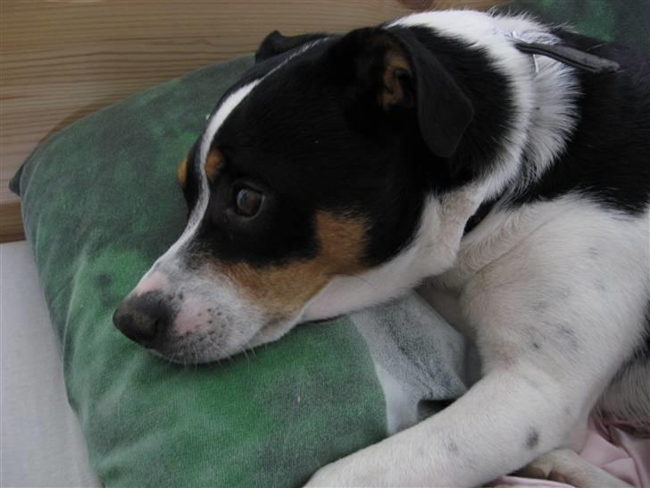 Dansk svensk gaardhund Kipper - jeg ligger og hygger mig.. billede 16