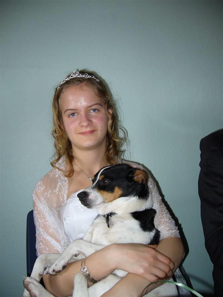 Dansk svensk gaardhund Kipper - jeg er en patte unge til camillas konfirmation,, billede 17