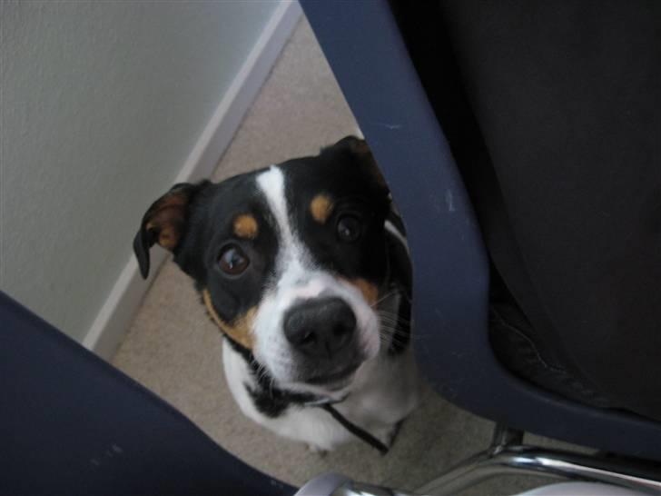 Dansk svensk gaardhund Kipper - se mine kønne øjne... billede 18