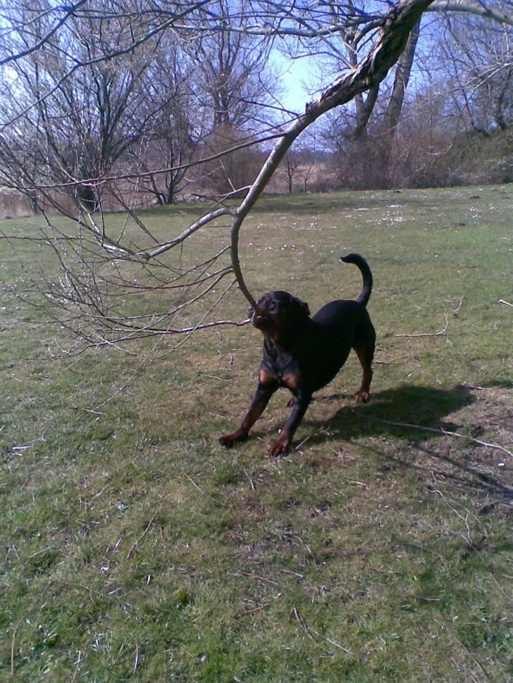 Rottweiler max - nu har jeg dig kæb billede 8