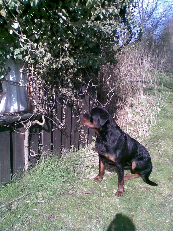 Rottweiler max - hvad er det for et hus billede 9