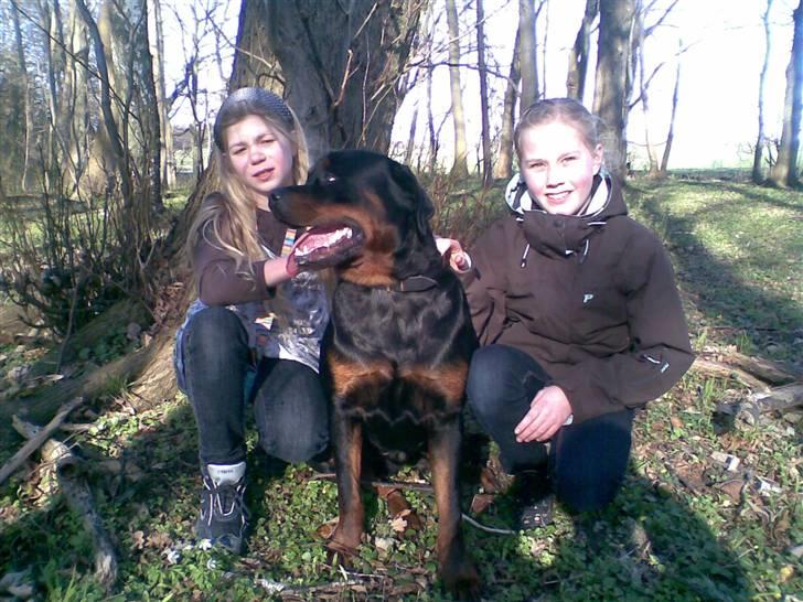 Rottweiler max - mig og sille og jo i skoven billede 10