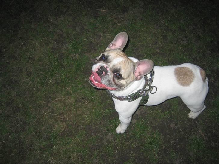 Fransk bulldog Kenzo - HAIIII MOAR. :o) billede 13