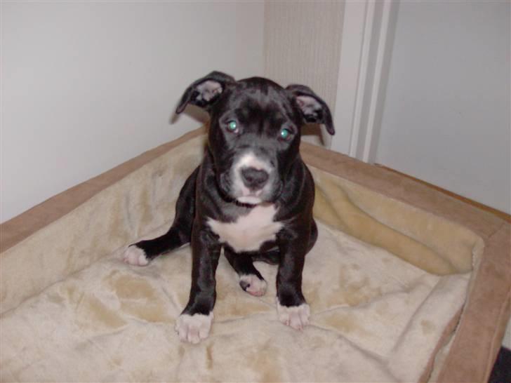 Amerikansk staffordshire terrier $ Perle $ - Sidder jeg ikke bare pænt... billede 1