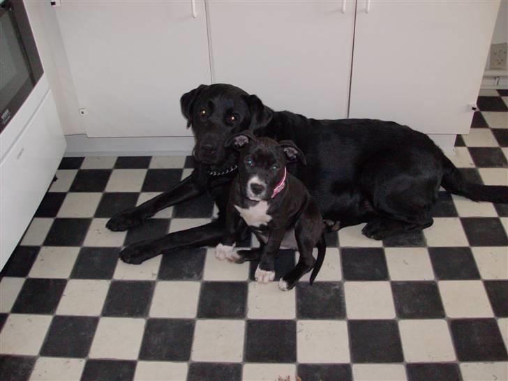 Amerikansk staffordshire terrier $ Perle $ - Min bedste lege kammerat... billede 2