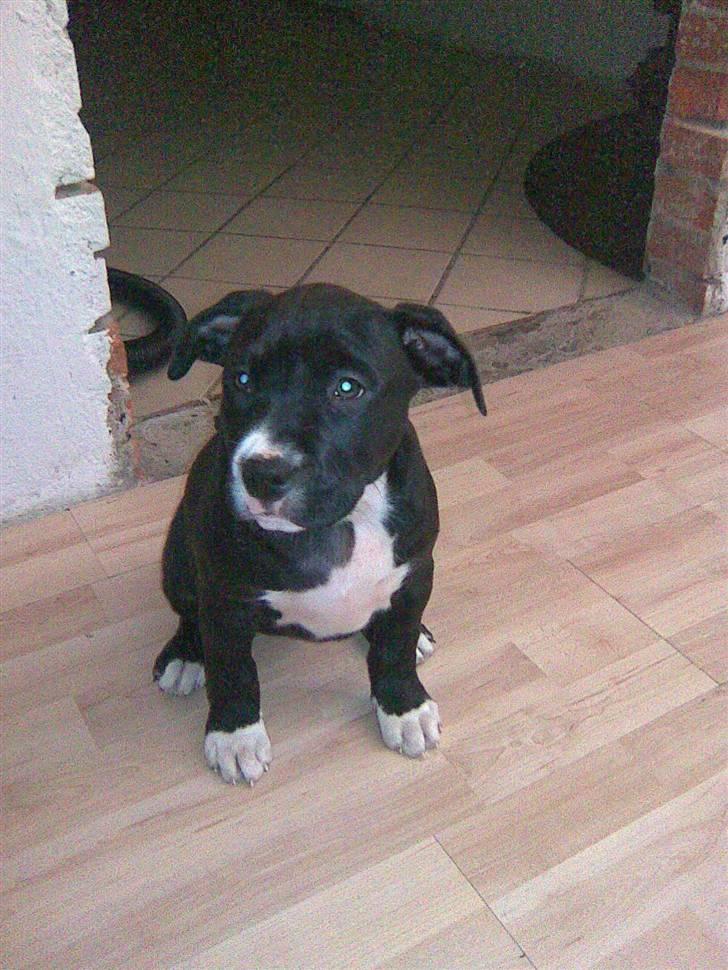 Amerikansk staffordshire terrier $ Perle $ - Den dag min far hentet mig.. billede 3